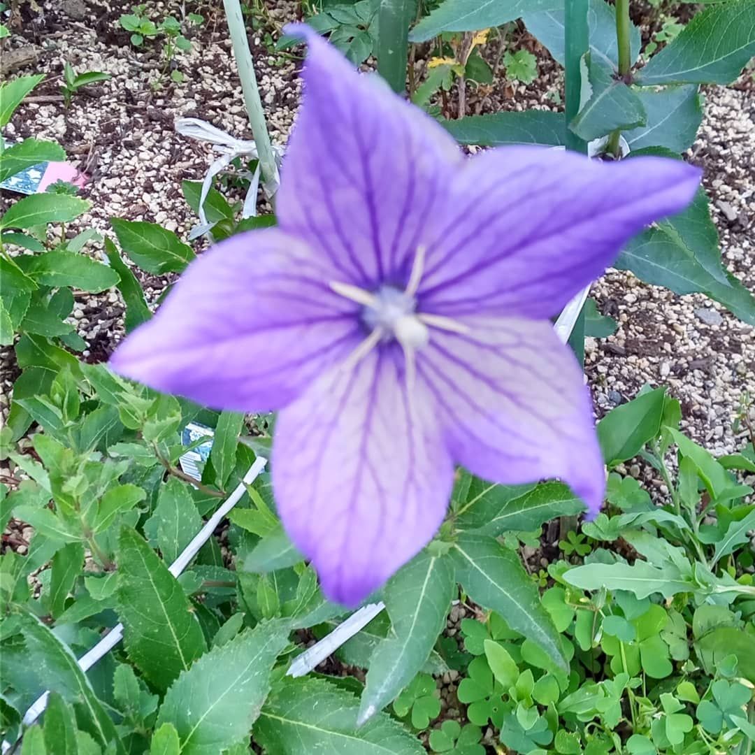 暑さに強い草花対決～🍀