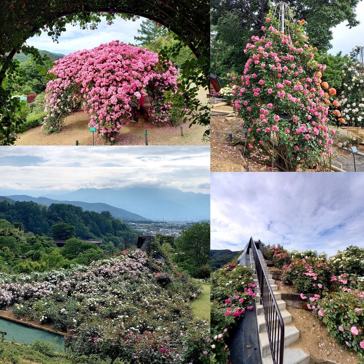 念願の薔薇園めぐり　part2