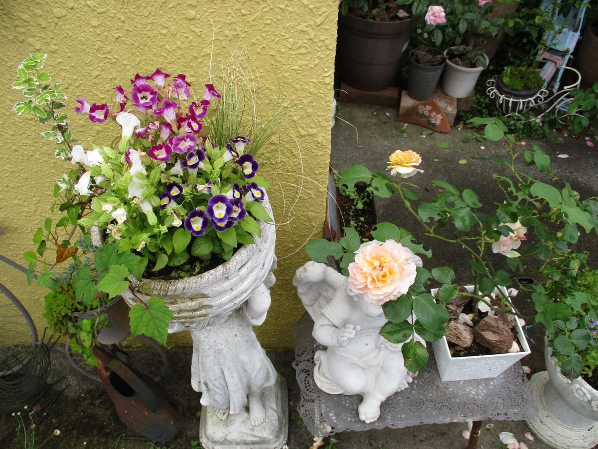 寄せ植えと花友さんからの🎁のお花達