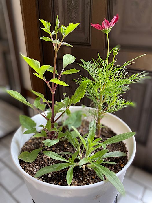 矮性コスモス カサノバミックス開花❣️