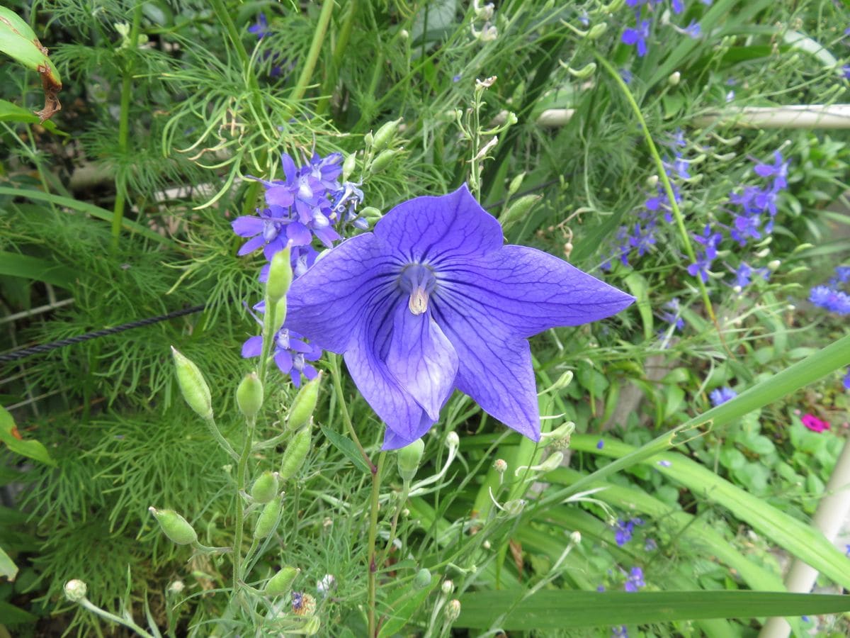 クチナシと桔梗の開花