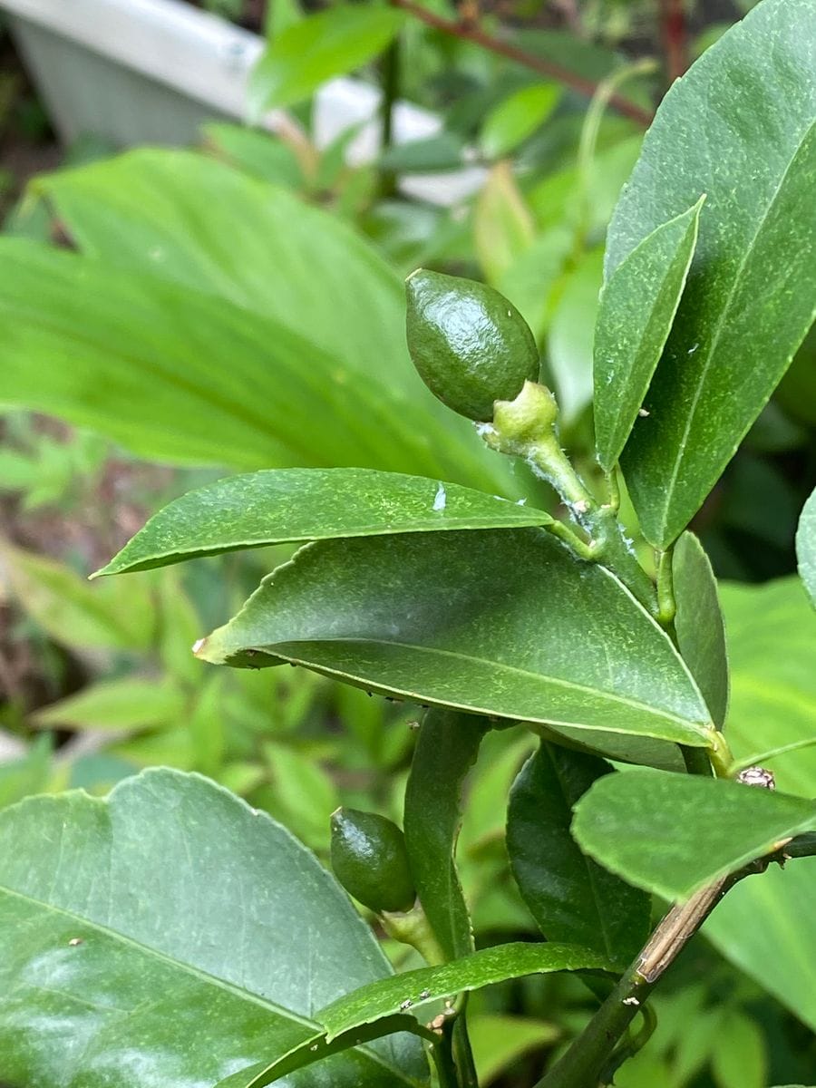 薔薇と果実