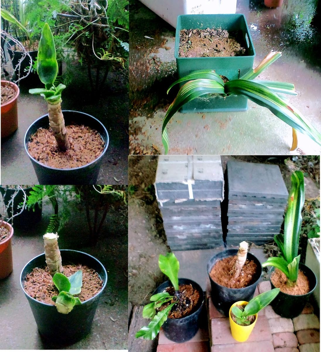 本日の作業　植栽整理とコンテナハンギング