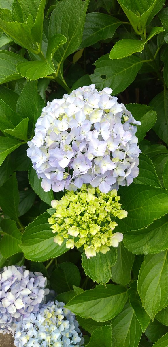 ロロ(犬🐶)の散歩道の花