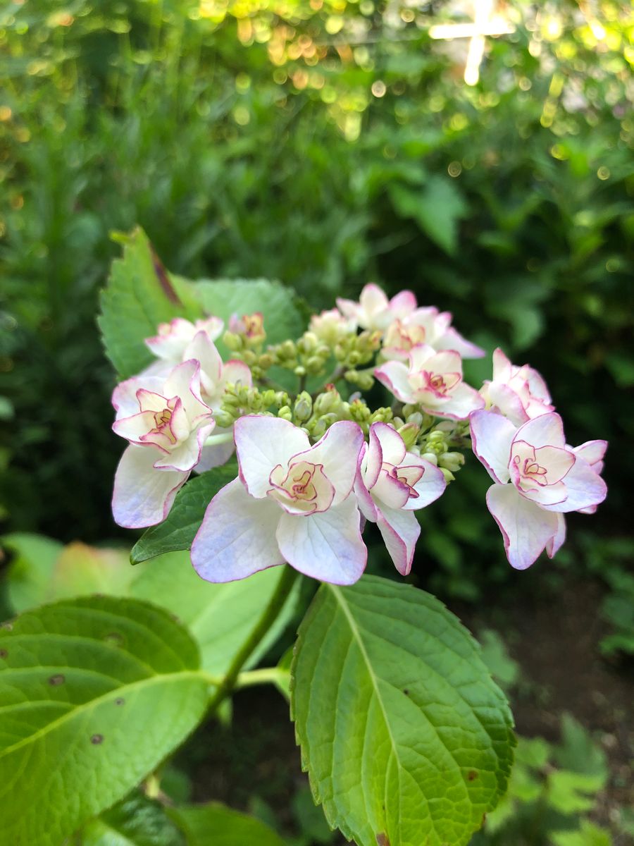 気が付けば季節はバトンタッチ🌸