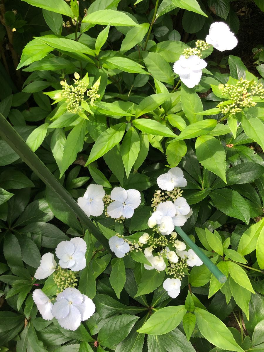 気が付けば季節はバトンタッチ🌸