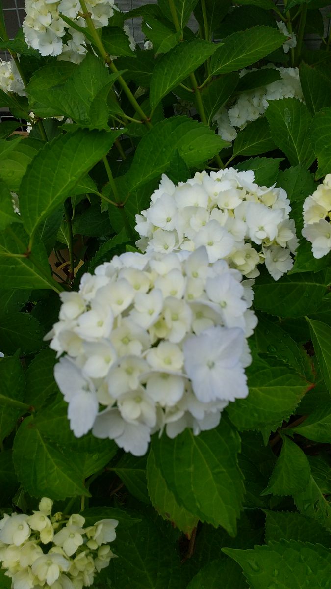 紫陽花の挿し木🌱