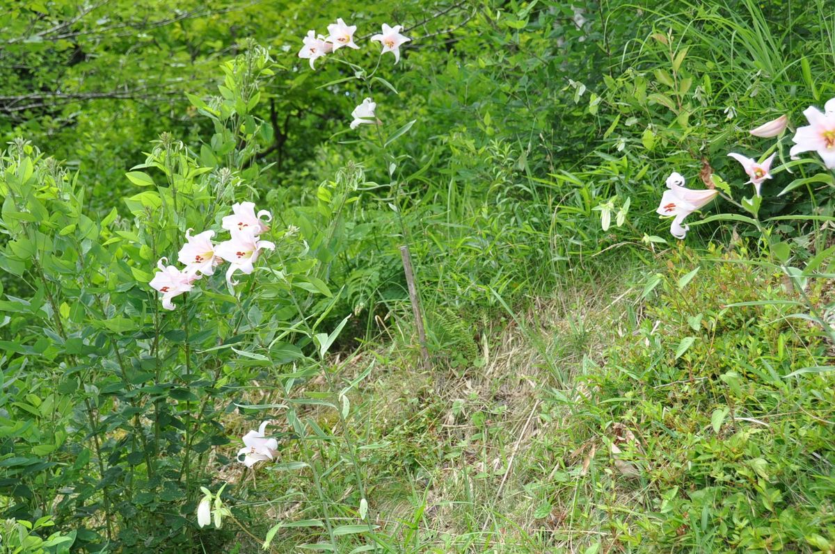 わち山野草の森ドライブ記７（閲覧注意）