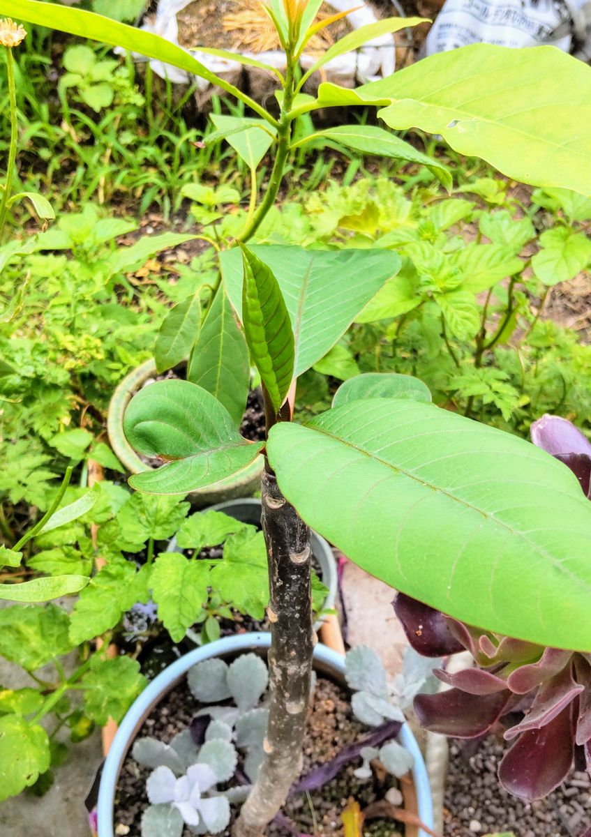 夏の観葉植物が芽吹きました🌿