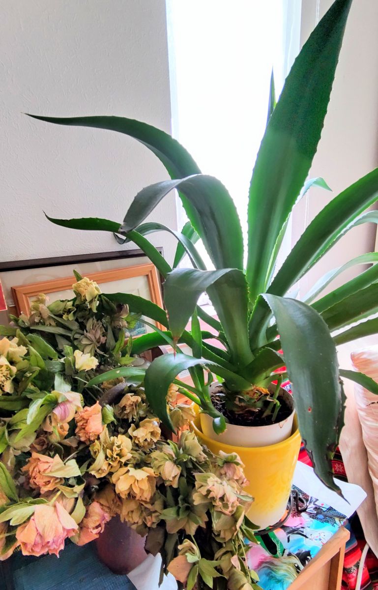 夏の観葉植物が芽吹きました🌿