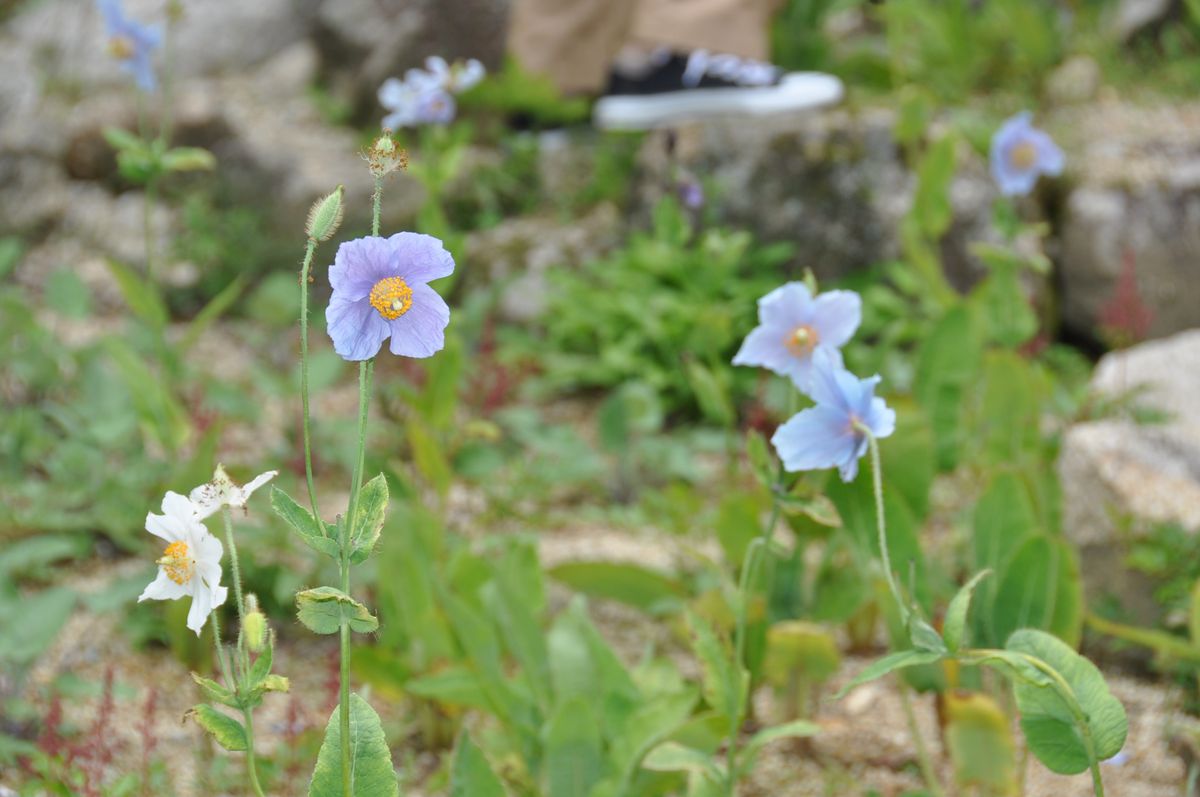 六甲高山植物園に行ってきました８（閲覧注意）