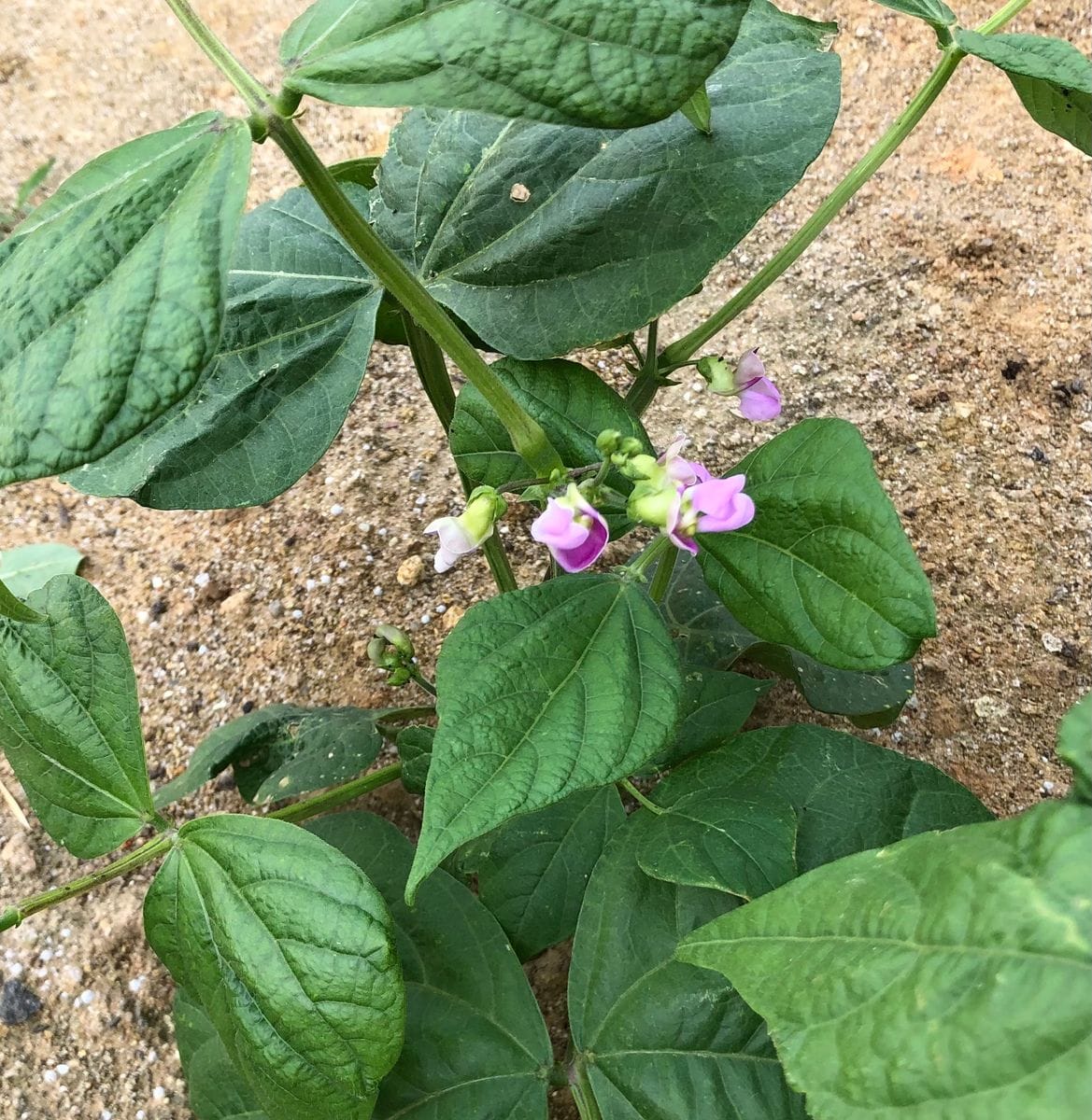 豆の花