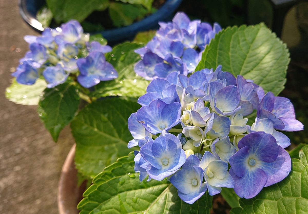 挿し木の紫陽花、開花