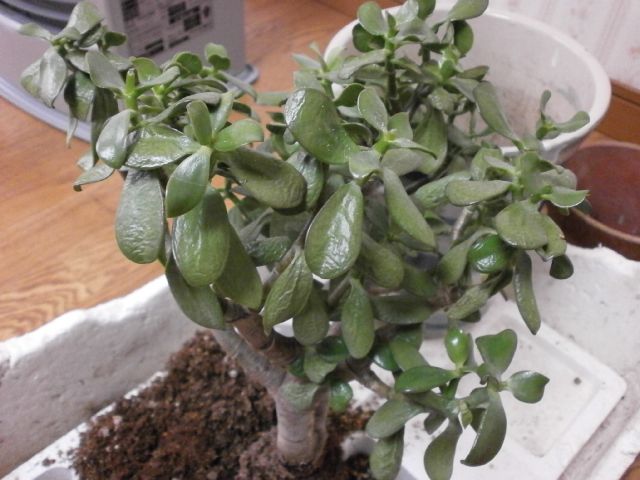 金のなる木の植え替え