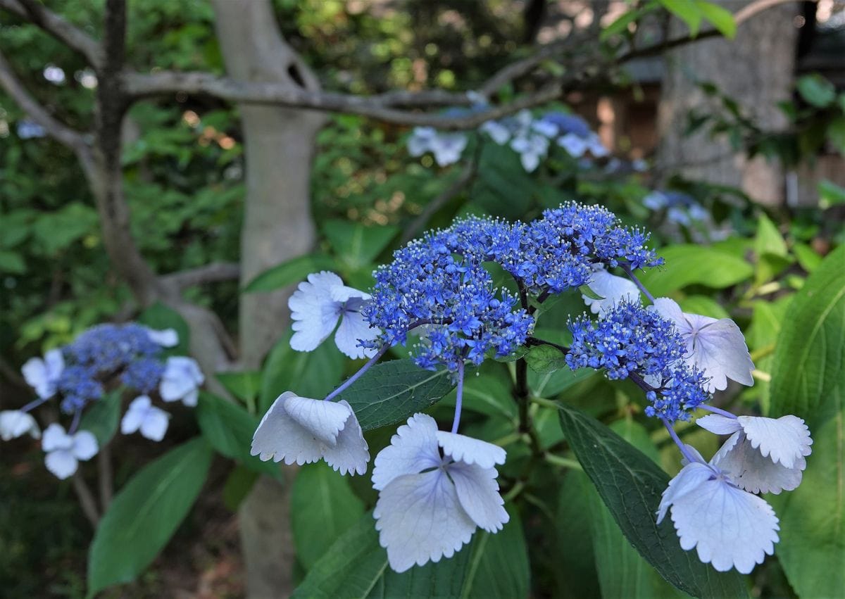 牧野記念庭園　３