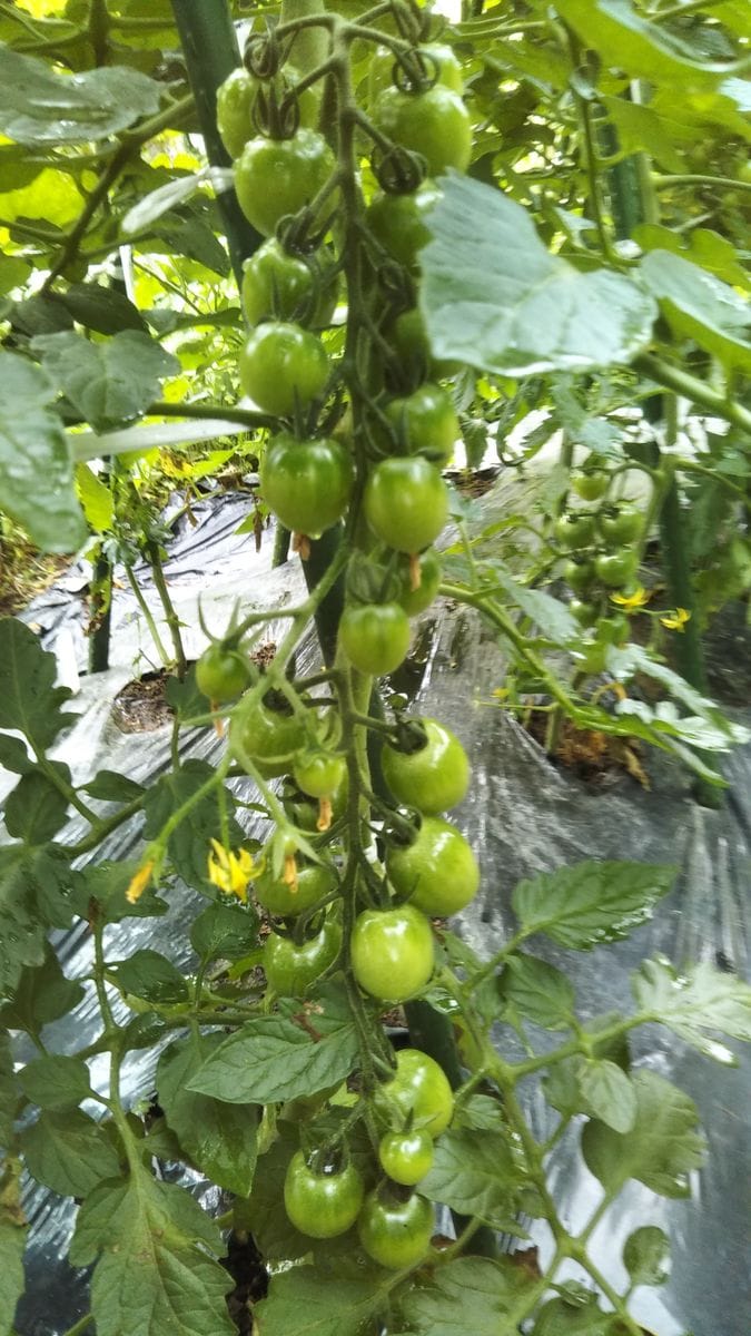 夏野菜　収穫間近