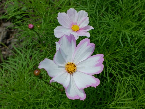 アジサイの前に書くつもりだったお花たち