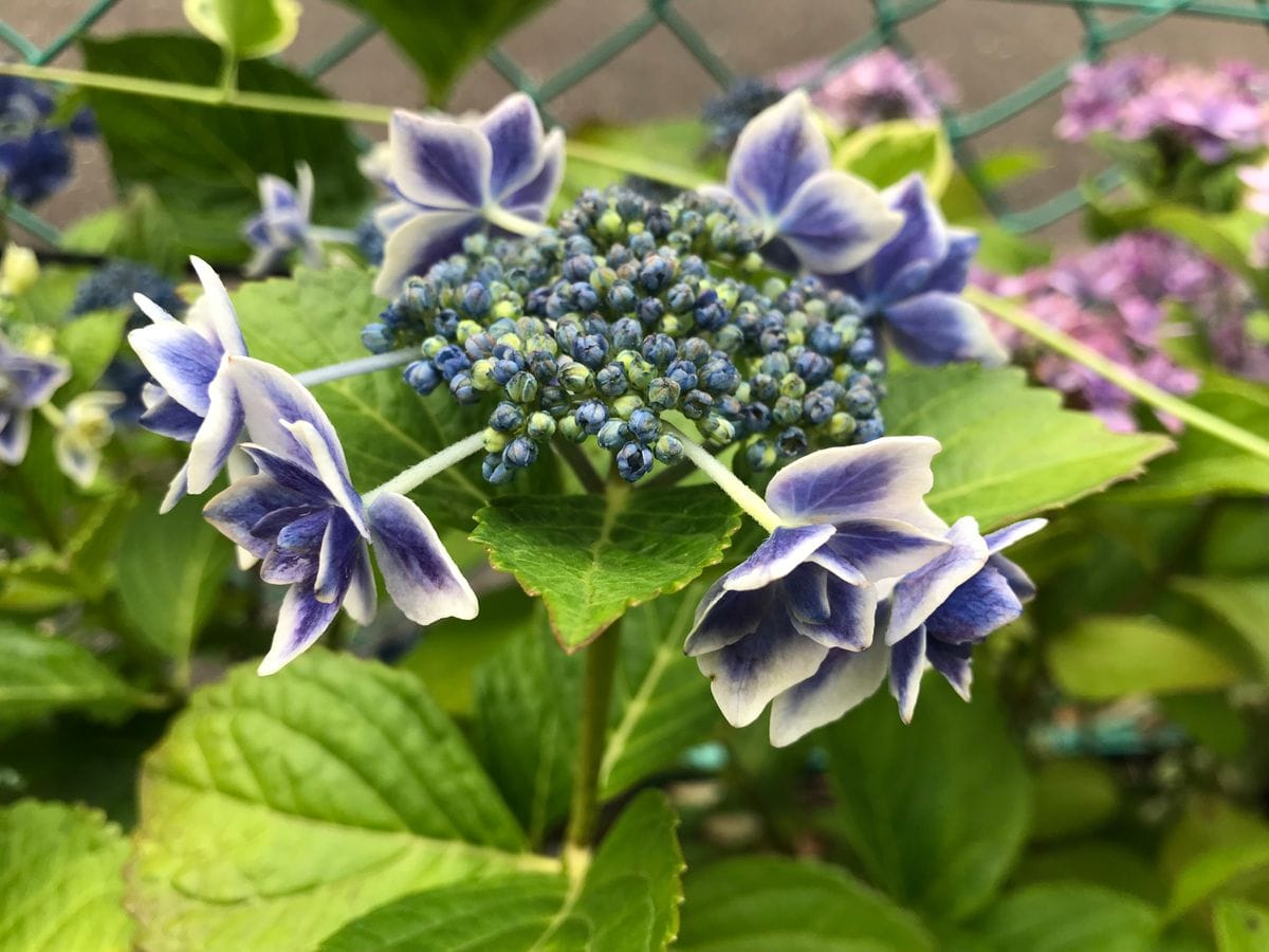 今日は梅雨空