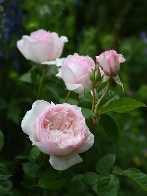 ルリール ５月の花です。