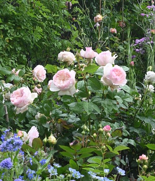 ルリール ５月の花です。