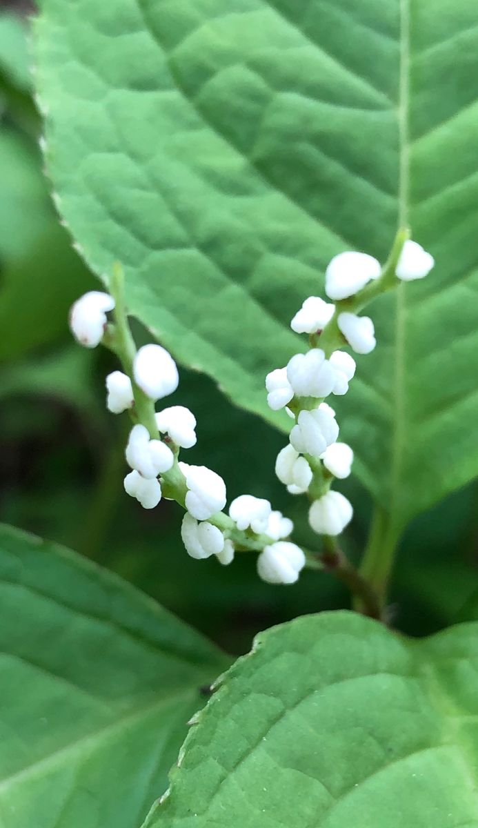 初夏の山野草 3