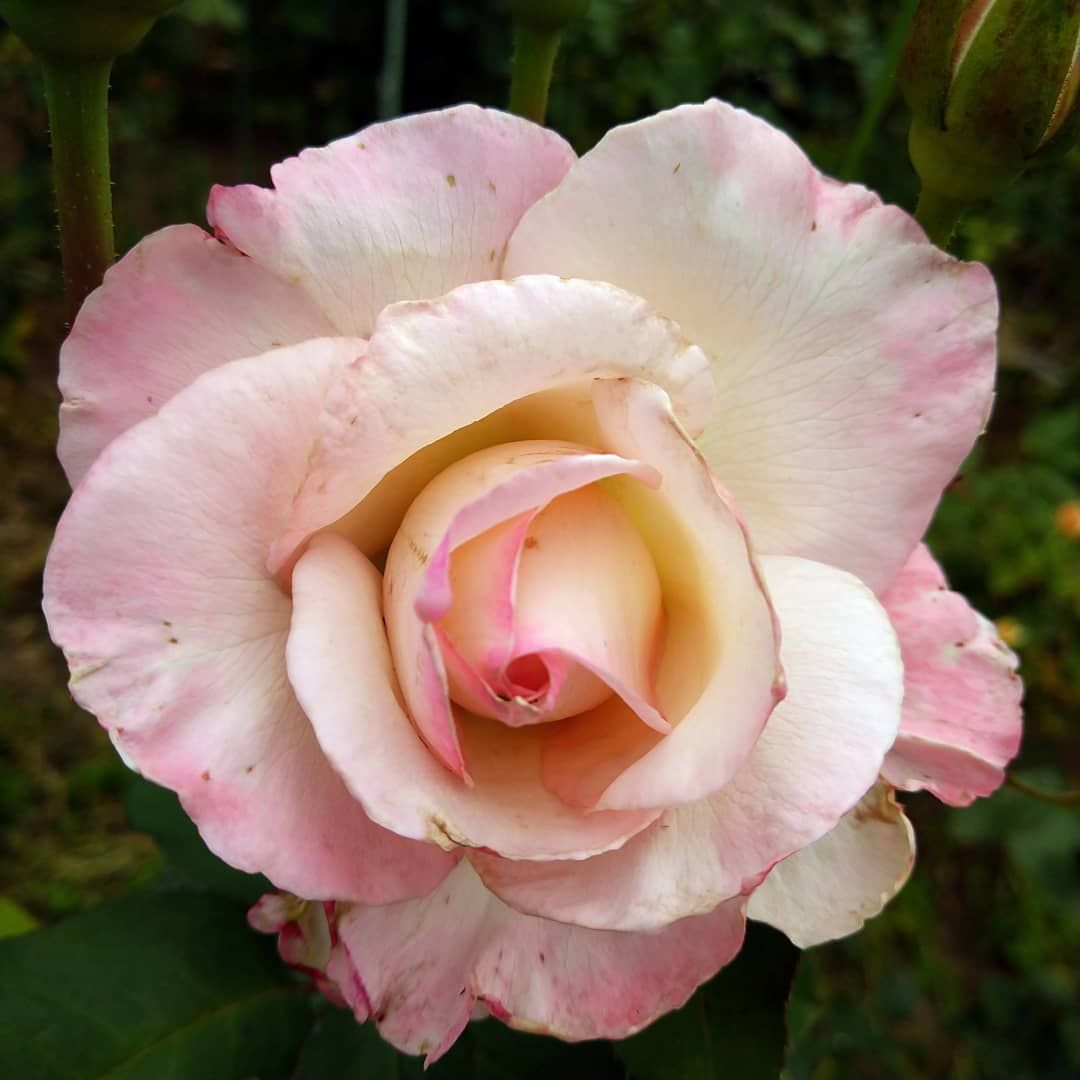 今日のいち押しの薔薇さん🌹㉘