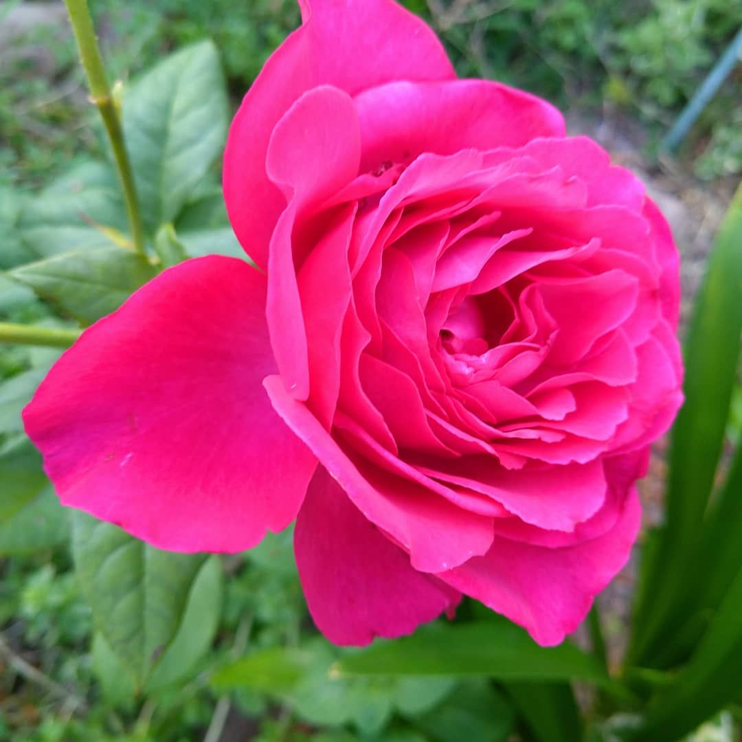 今日のいち押しの薔薇さん🌹㉘