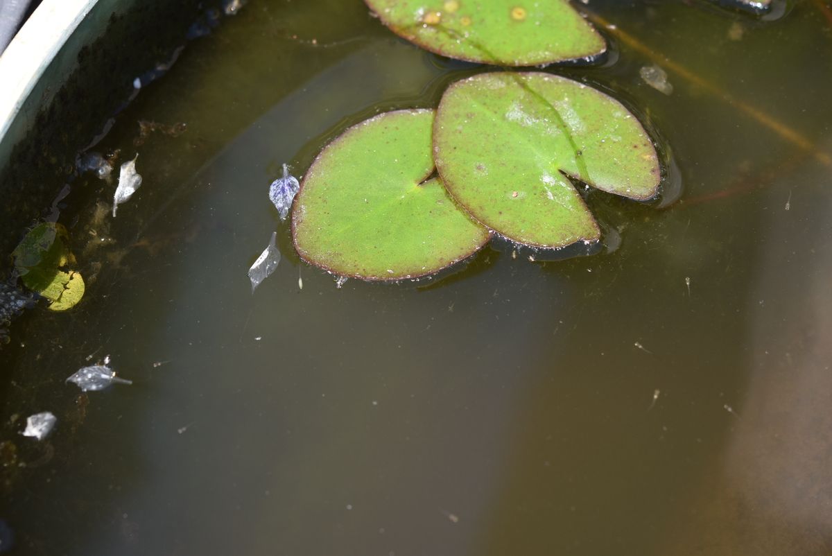 メダカが生まれました