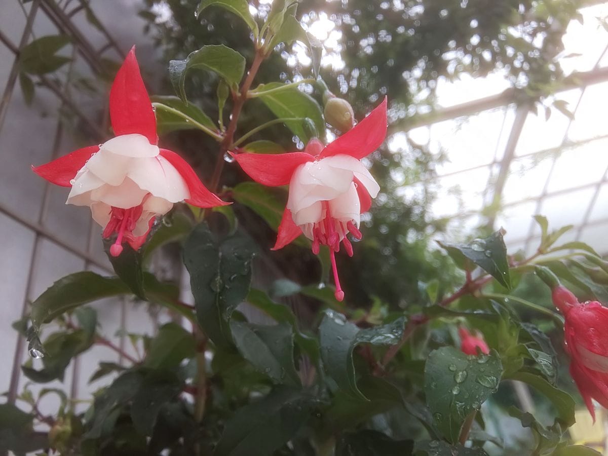 雨のなか開花💗