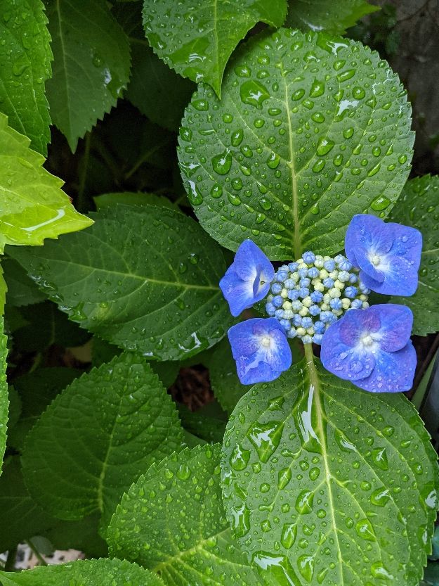 ６月１４日(月)  額紫陽花