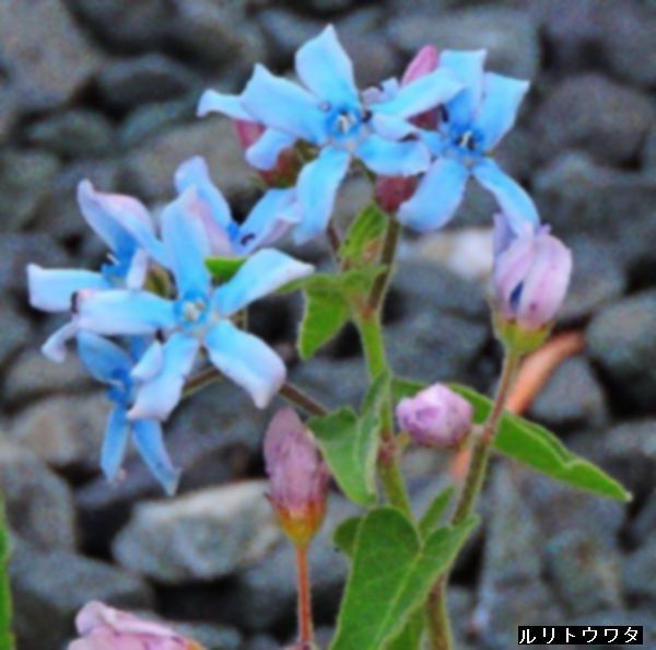 散歩道の花