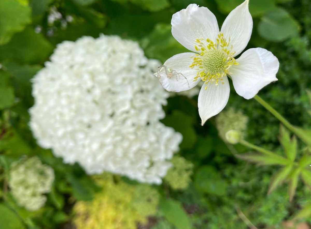 アナベル開花中