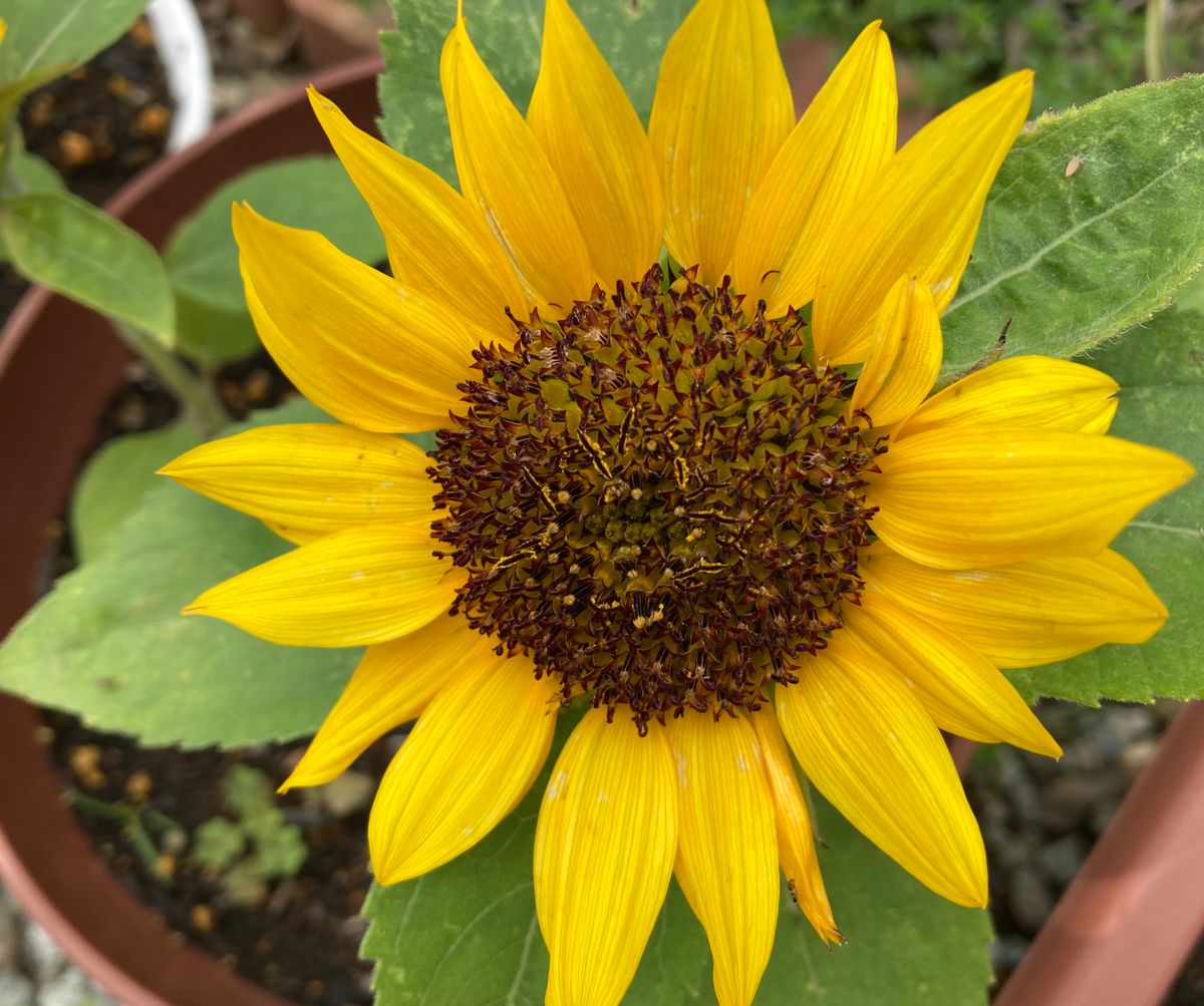 アナベル開花中