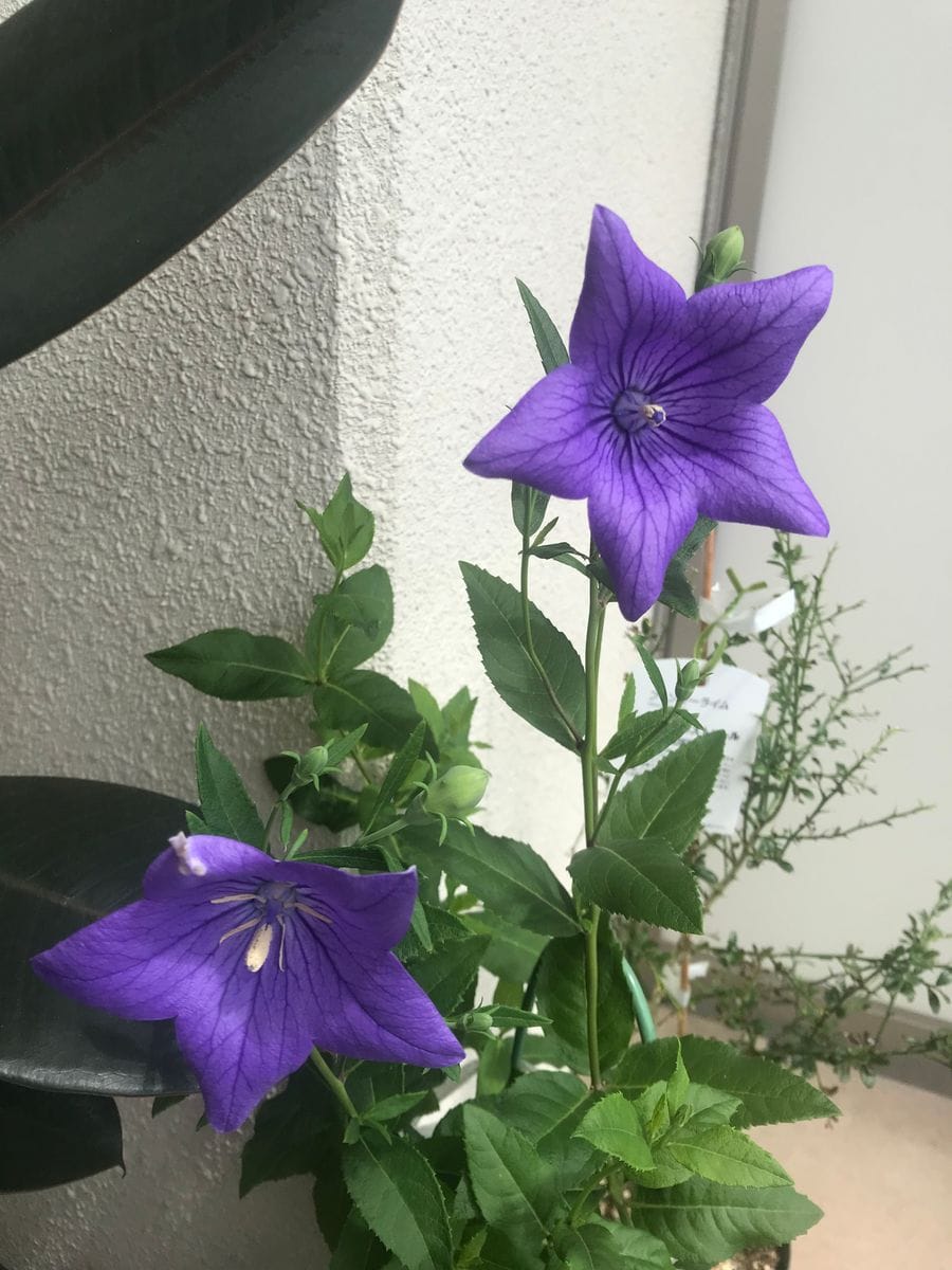 朝顔が開花。