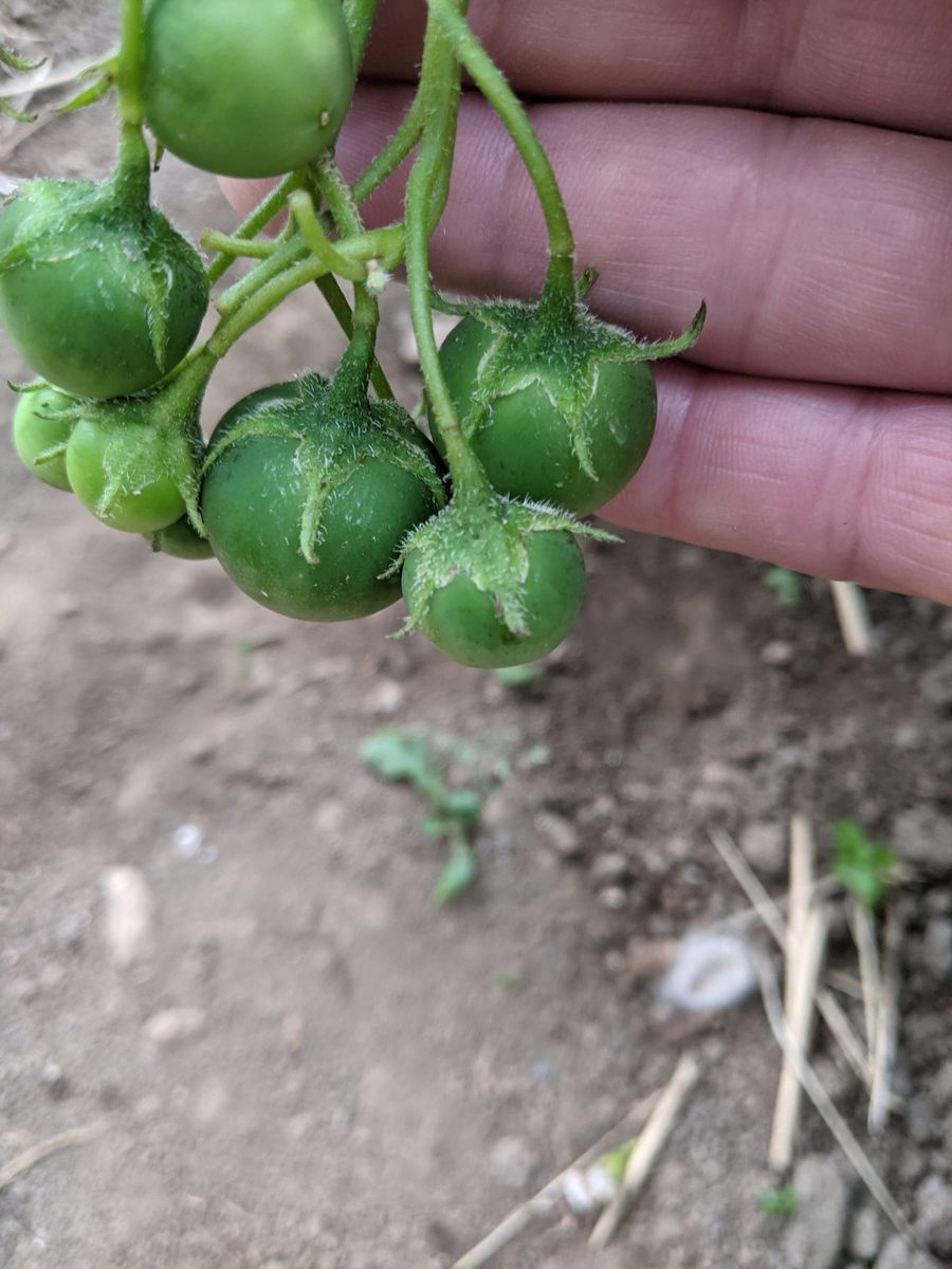 カワイイ野菜達