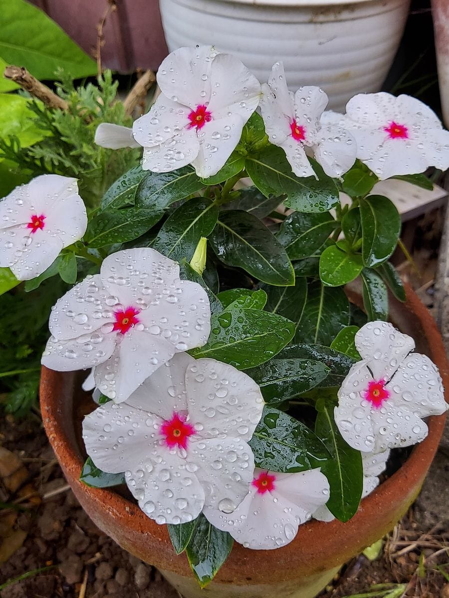 今が見頃の花達