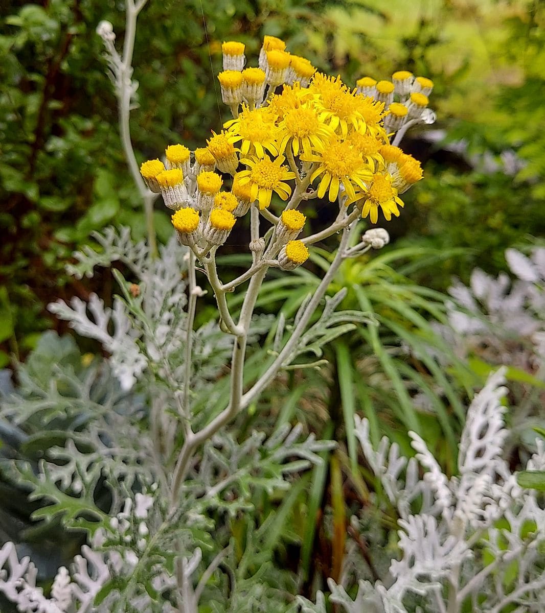 今が見頃の花達