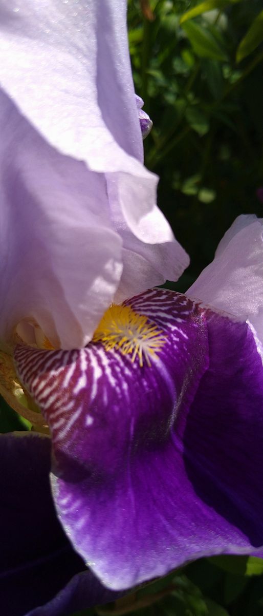 Bearded Iris