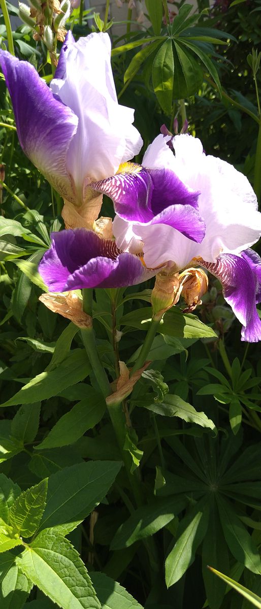 Bearded Iris