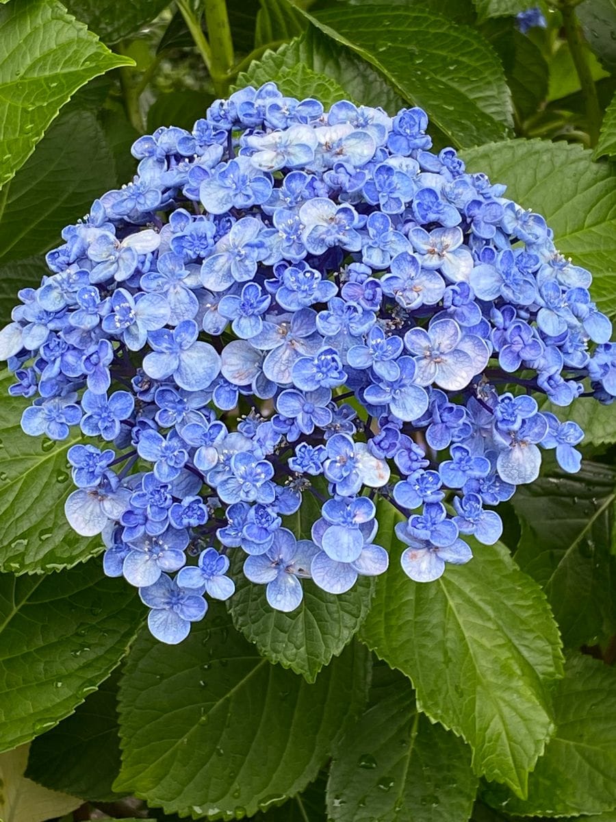 白山神社（文京区）の紫陽花（２）