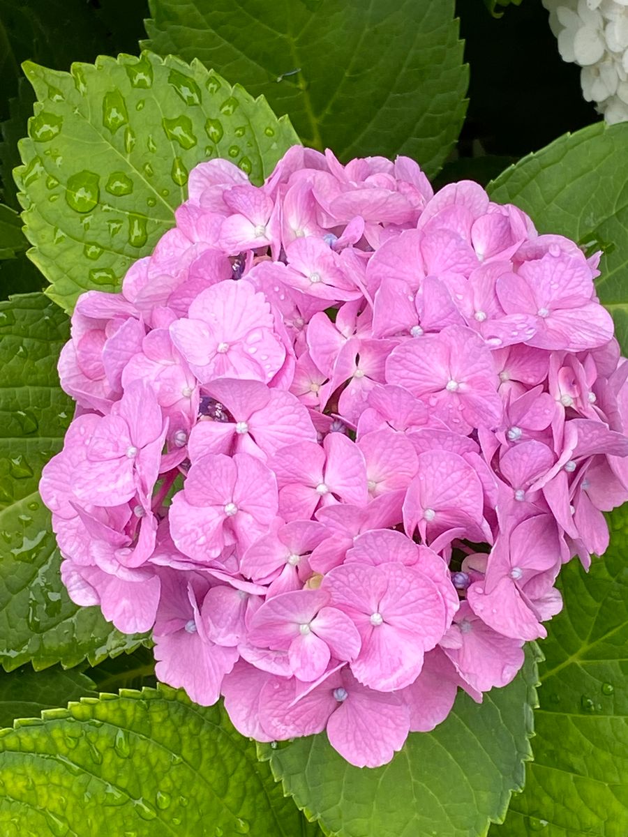 白山神社（文京区）の紫陽花（２）