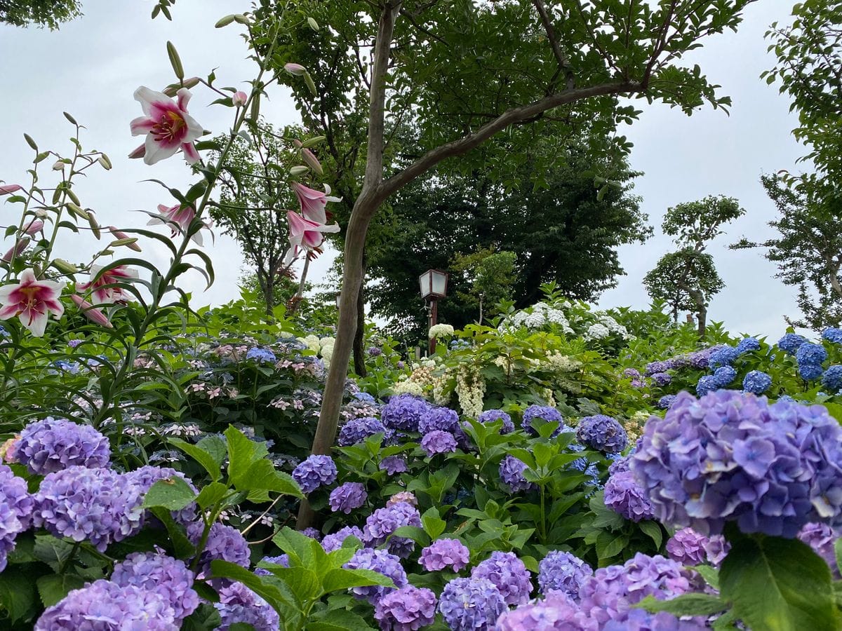 白山神社（文京区）の紫陽花（４）