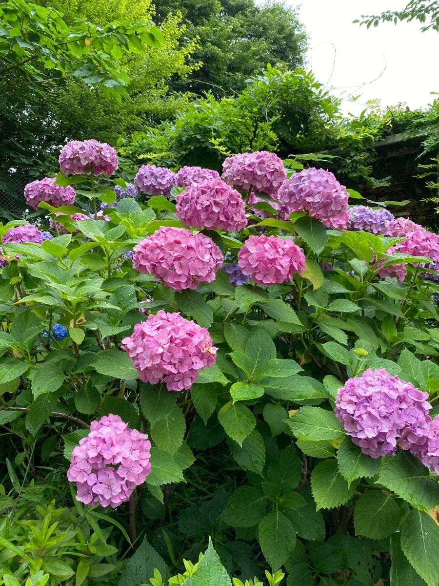 白山神社（文京区）の紫陽花（４）