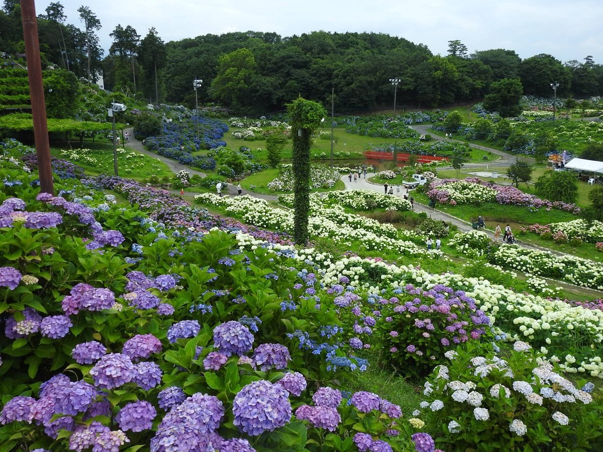 紫陽花円を訪ねて