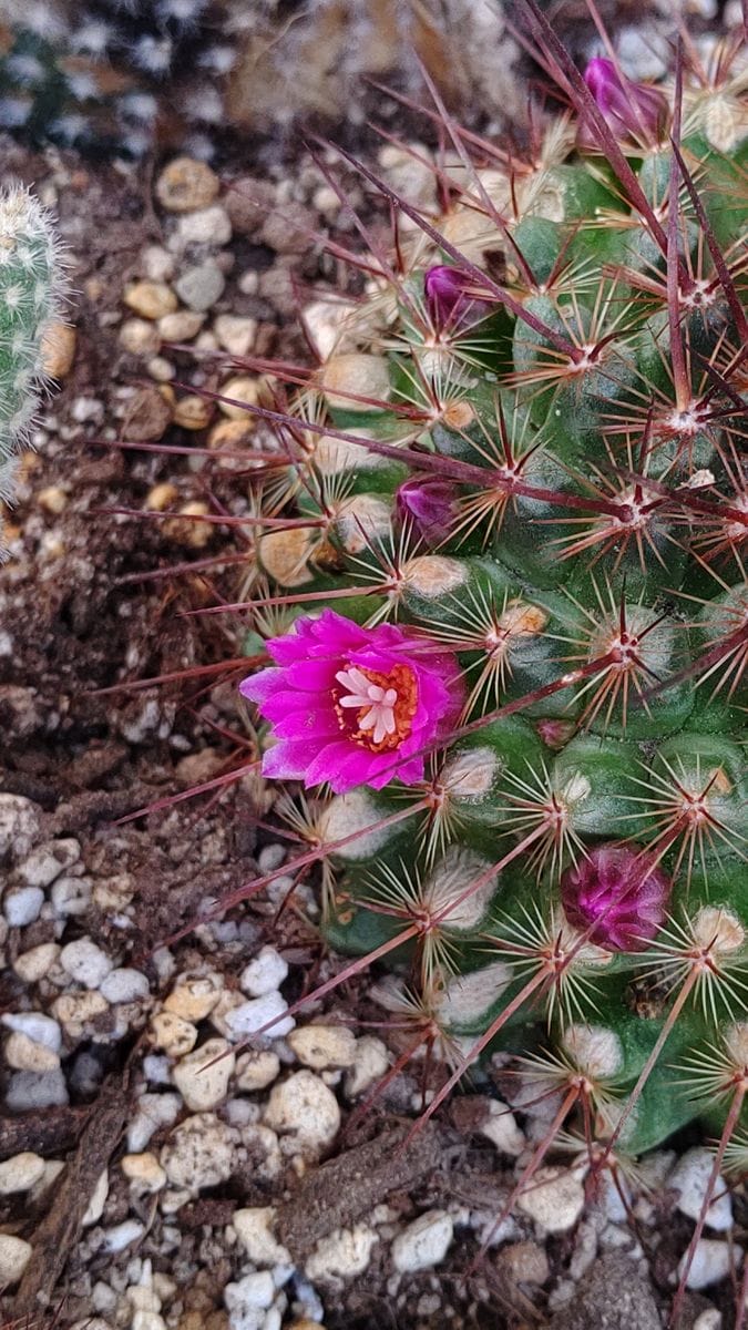 サボテン🌵さんの開花🥰