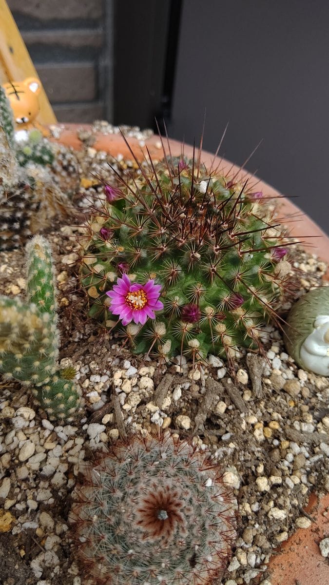 サボテン🌵さんの開花🥰