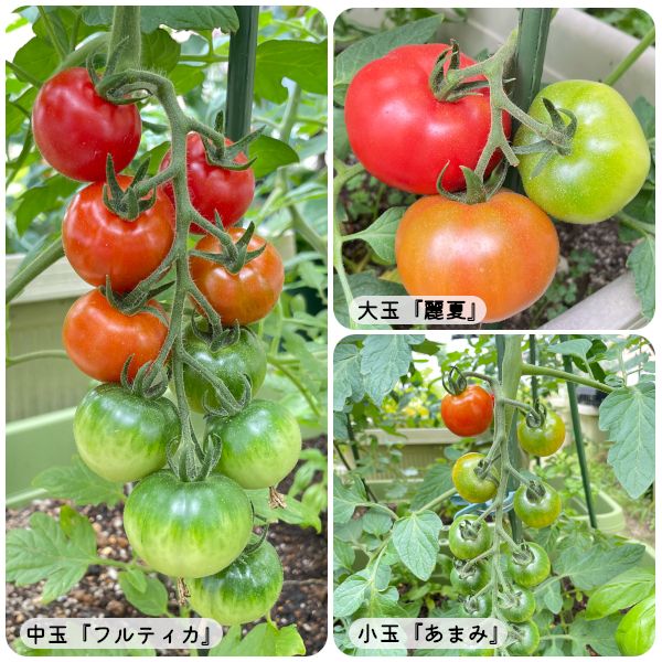 2021.06.14_ペチュニア🌼、ハボタン🌿、トマト🍅