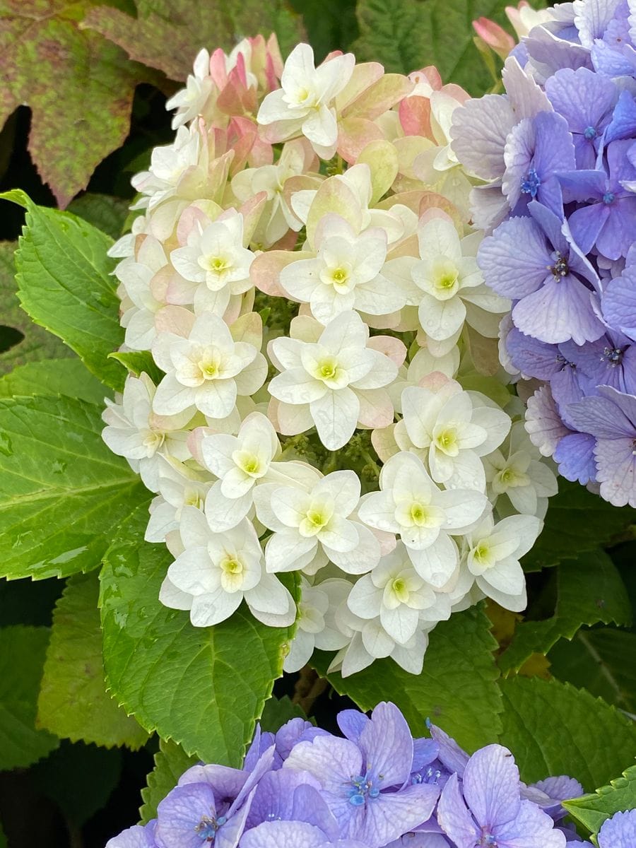 白山神社（文京区）の紫陽花（６）