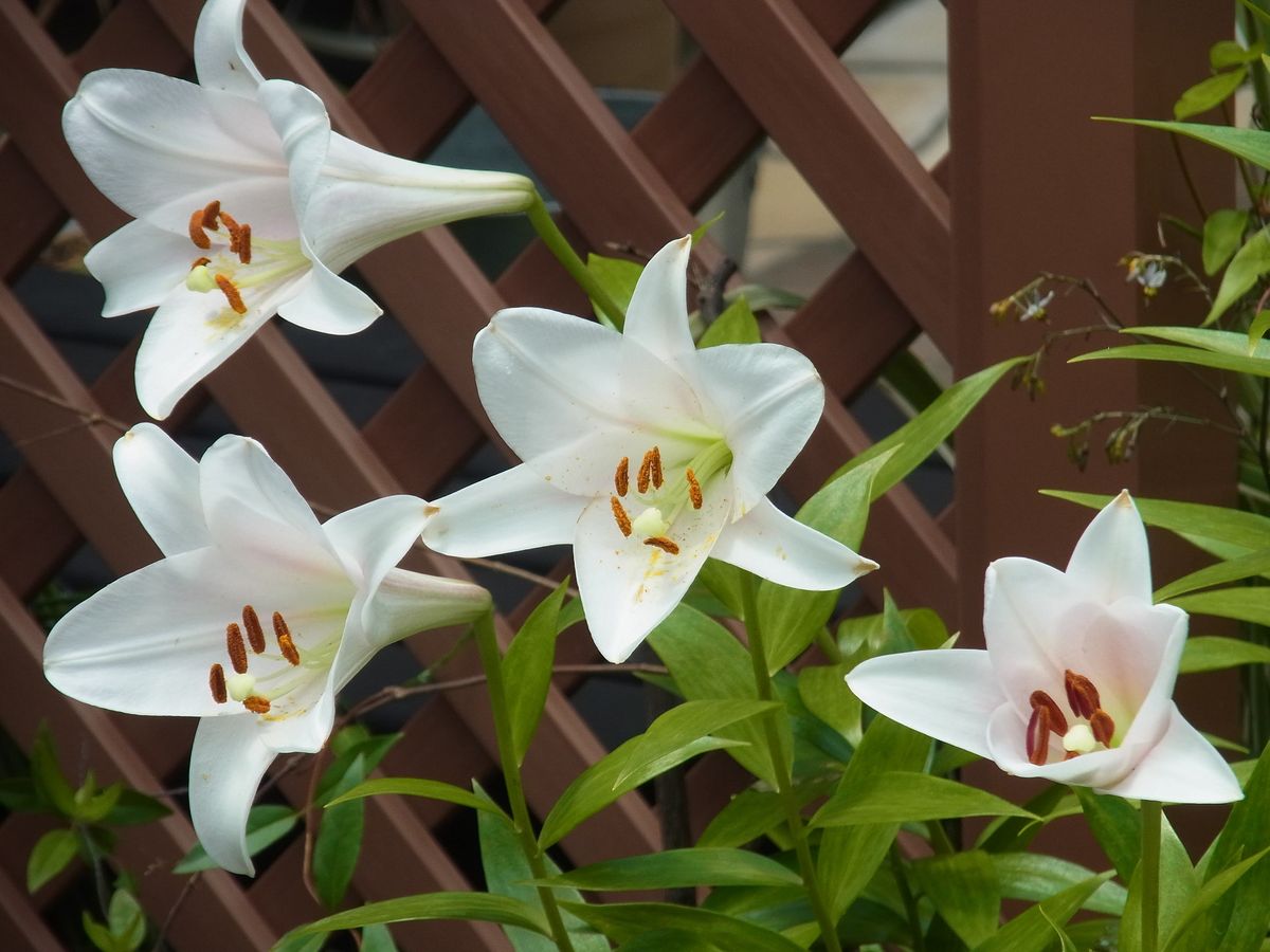 梅雨に香る花