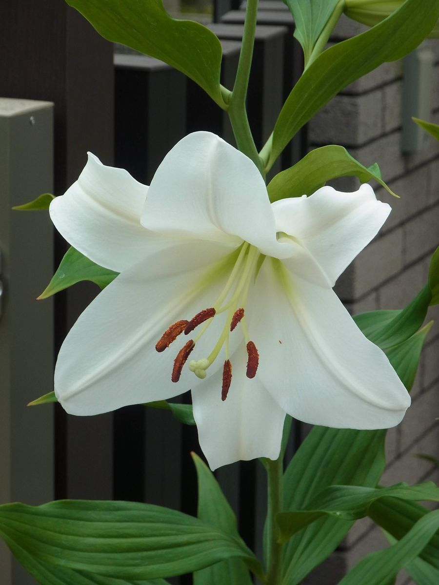 梅雨に香る花